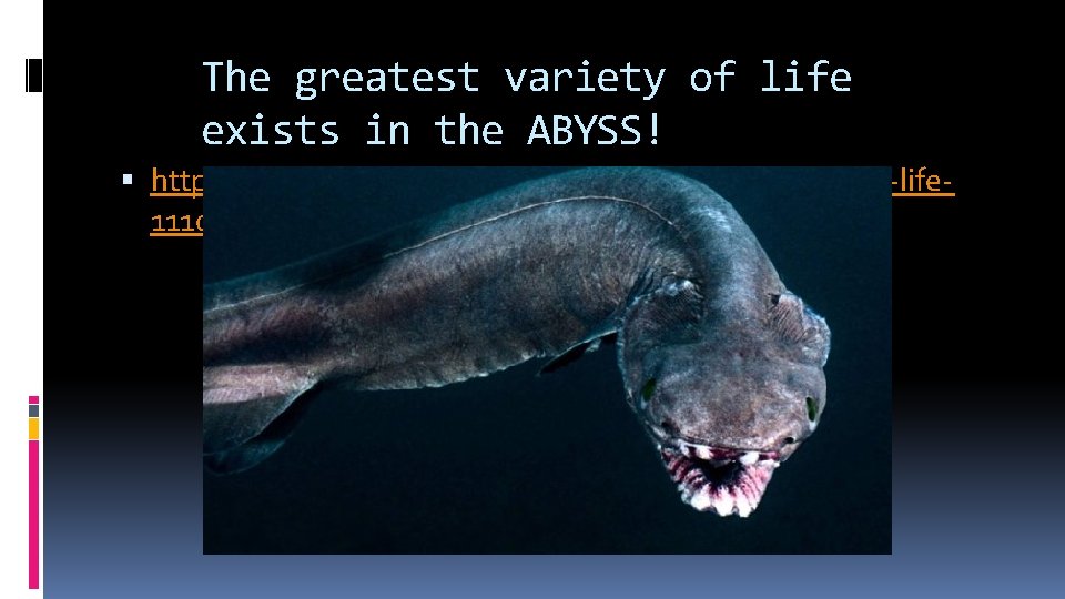 The greatest variety of life exists in the ABYSS! http: //news. discovery. com/animals/deep-sea-amoeba-life 111023.