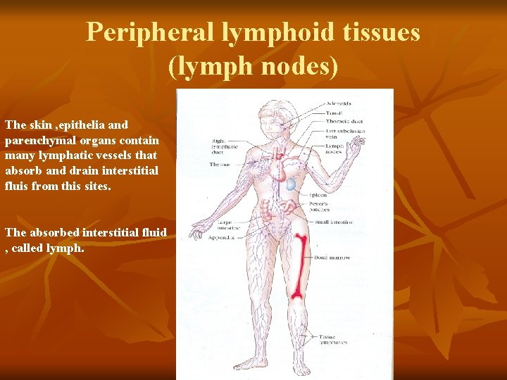 Peripheral lymphoid tissues (lymph nodes) The skin , epithelia and parenchymal organs contain many