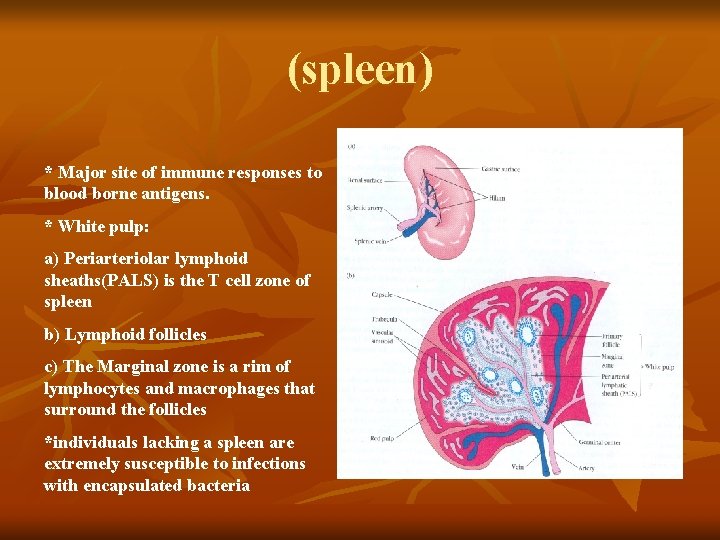 (spleen) * Major site of immune responses to blood borne antigens. * White pulp: