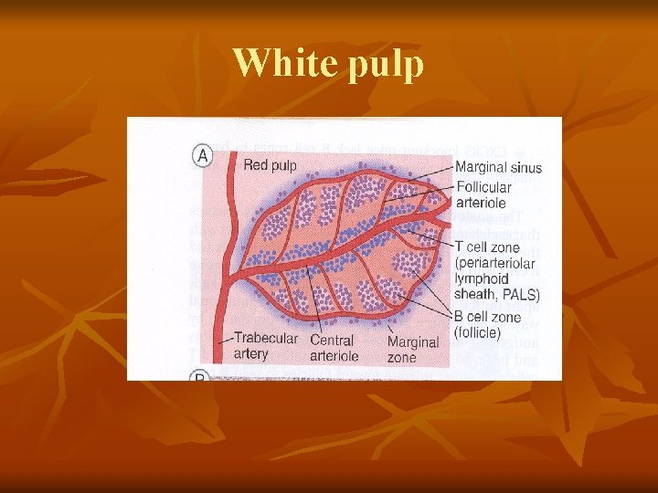 White pulp 