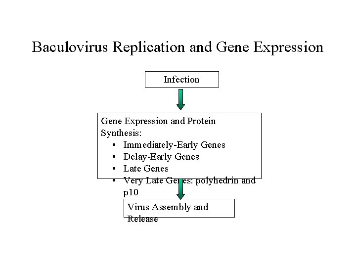 Baculovirus Replication and Gene Expression Infection Gene Expression and Protein Synthesis: • Immediately-Early Genes