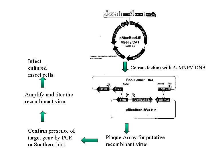 Infect cultured insect cells Cotransfection with Ac. MNPV DNA Amplify and titer the recombinant