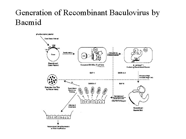 Generation of Recombinant Baculovirus by Bacmid 