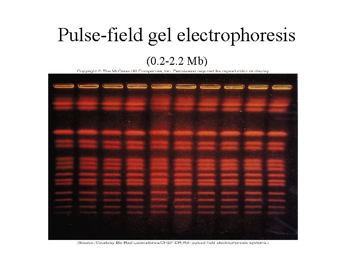 Pulse-field gel electrophoresis (0. 2 -2. 2 Mb) 