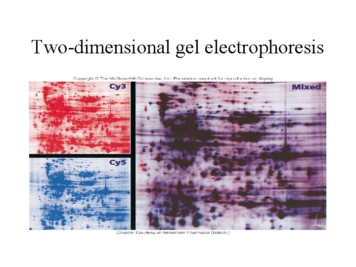 Two-dimensional gel electrophoresis 