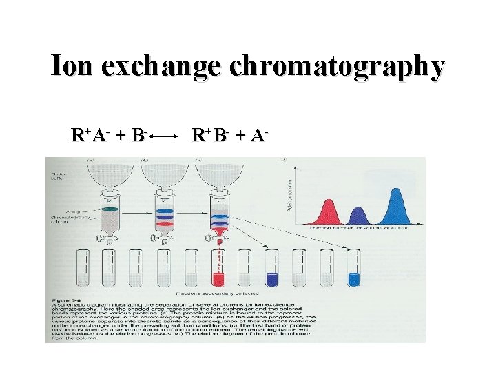 Ion exchange chromatography R+ A- + B - R+ B - + A -