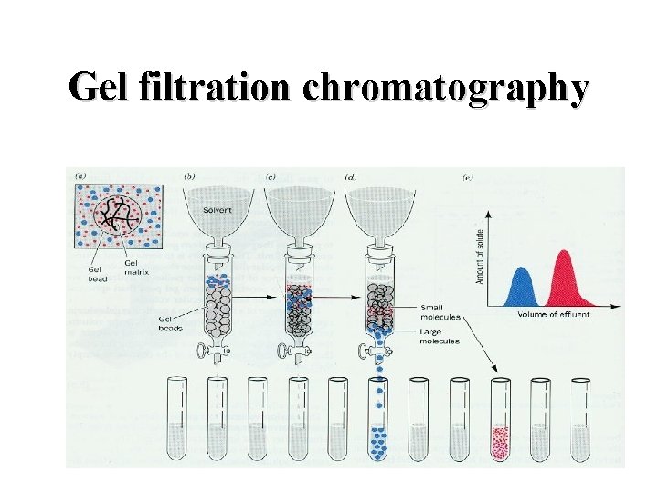 Gel filtration chromatography 