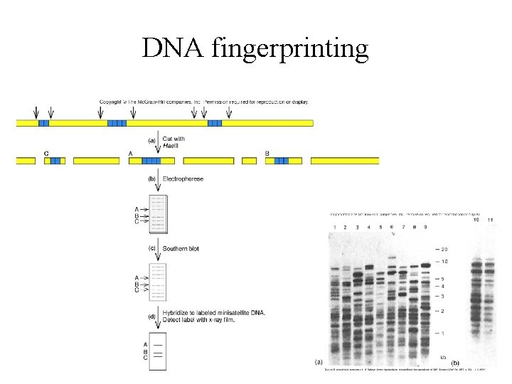 DNA fingerprinting 