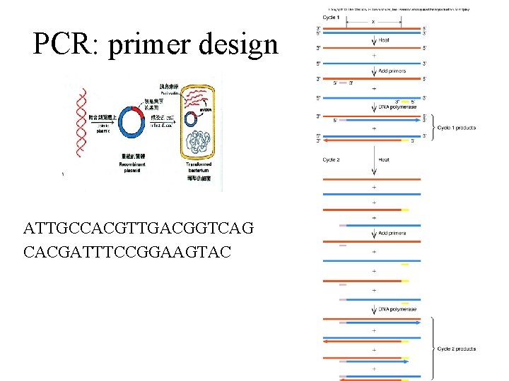 PCR: primer design ATTGCCACGTTGACGGTCAG CACGATTTCCGGAAGTAC 