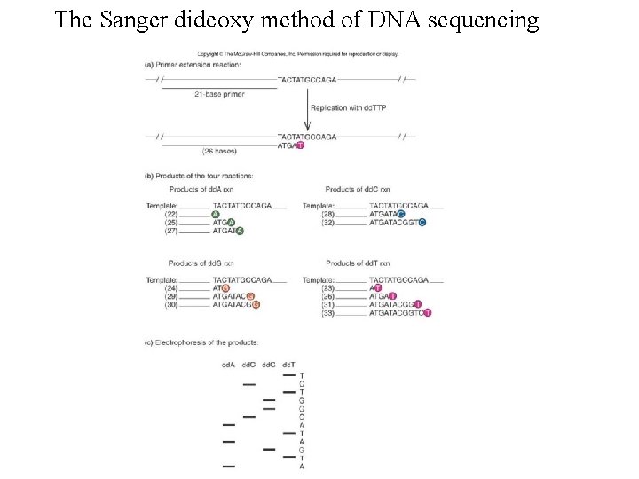 The Sanger dideoxy method of DNA sequencing Figure 5. 18 
