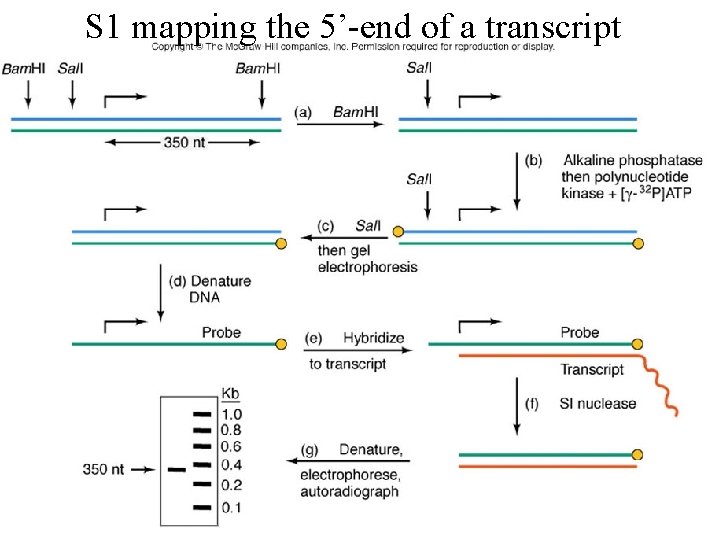 S 1 mapping the 5’-end of a transcript 