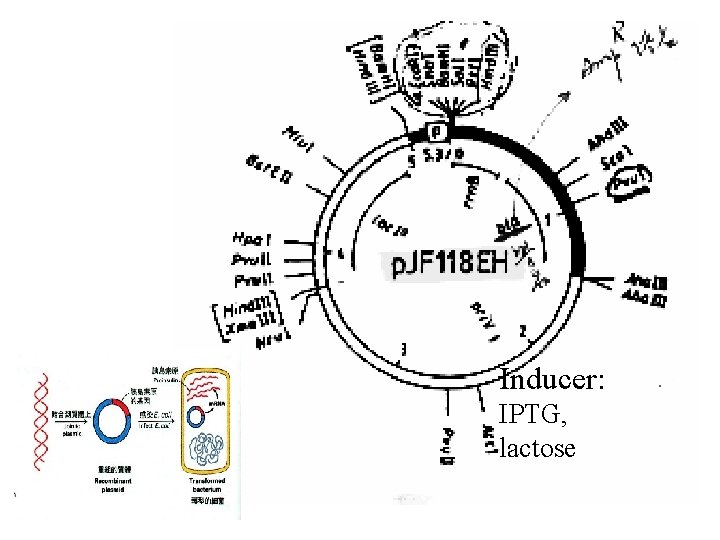 Inducer: IPTG, lactose 