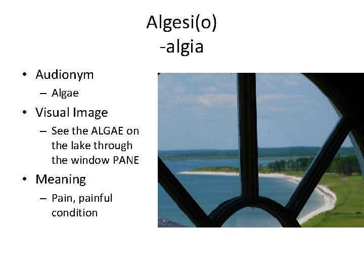 Algesi(o) -algia • Audionym – Algae • Visual Image – See the ALGAE on