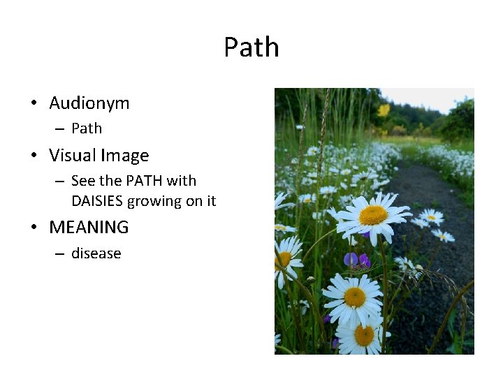 Path • Audionym – Path • Visual Image – See the PATH with DAISIES