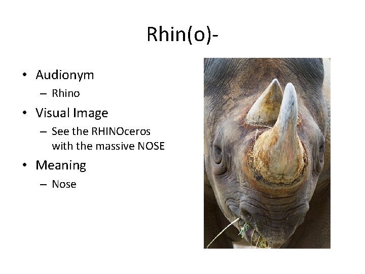 Rhin(o) • Audionym – Rhino • Visual Image – See the RHINOceros with the