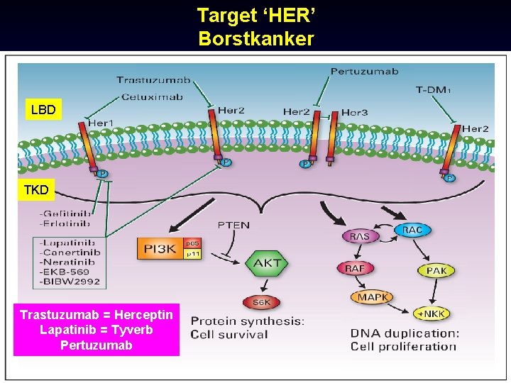 Target ‘HER’ Borstkanker LBD TKD Trastuzumab = Herceptin Lapatinib = Tyverb Pertuzumab 