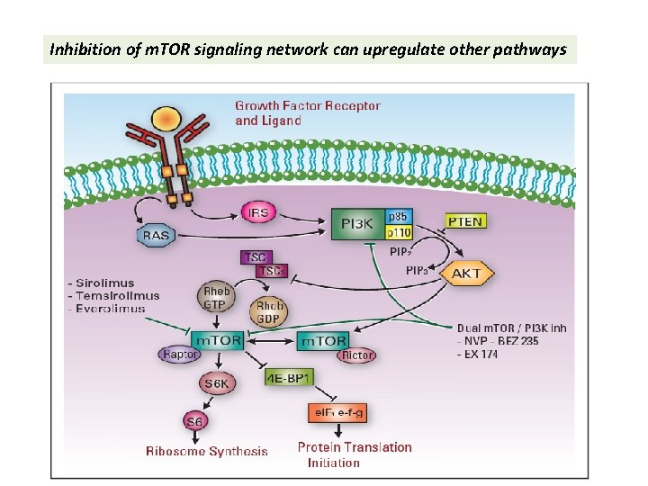 Inhibition of m. TOR signaling network can upregulate other pathways 