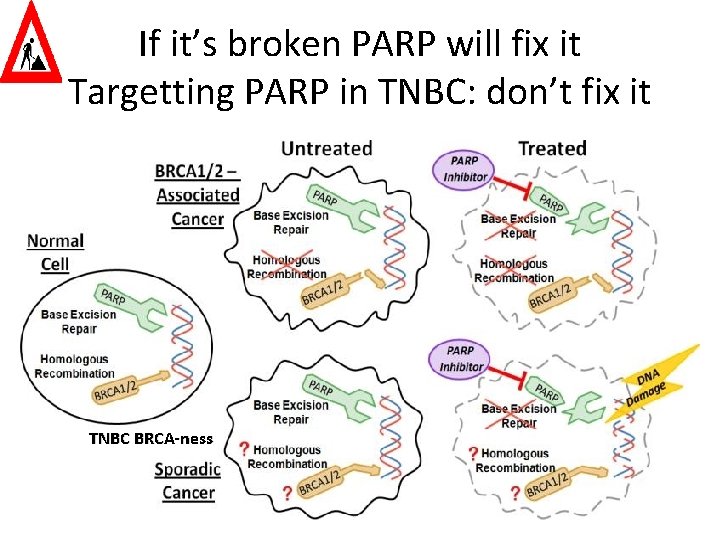 If it’s broken PARP will fix it Targetting PARP in TNBC: don’t fix it