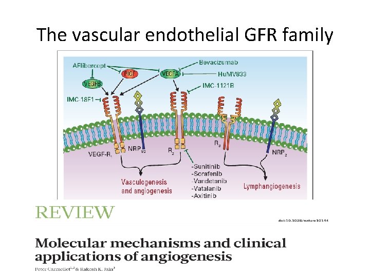 The vascular endothelial GFR family 