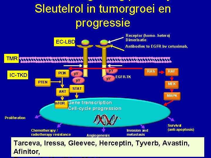 Sleutelrol in tumorgroei en progressie Receptor (homo- hetero) Dimerisatie Ligand EC-LBD Antibodies to EGFR