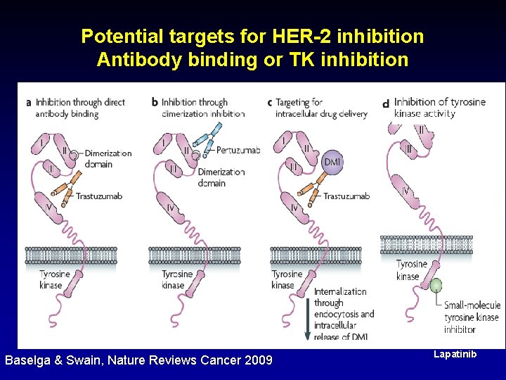 Potential targets for HER-2 inhibition Antibody binding or TK inhibition Baselga & Swain, Nature