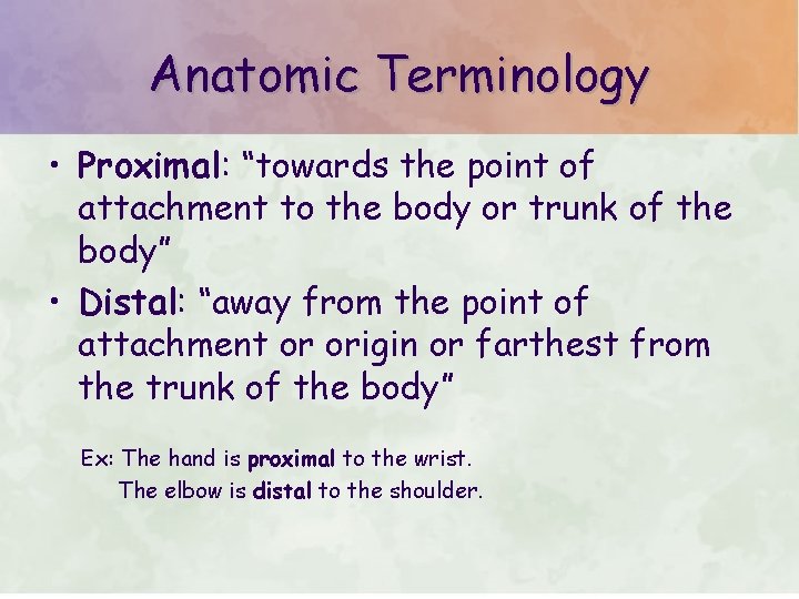 Anatomic Terminology • Proximal: “towards the point of attachment to the body or trunk