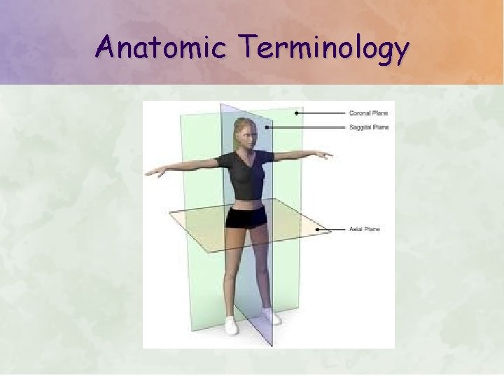 Anatomic Terminology 