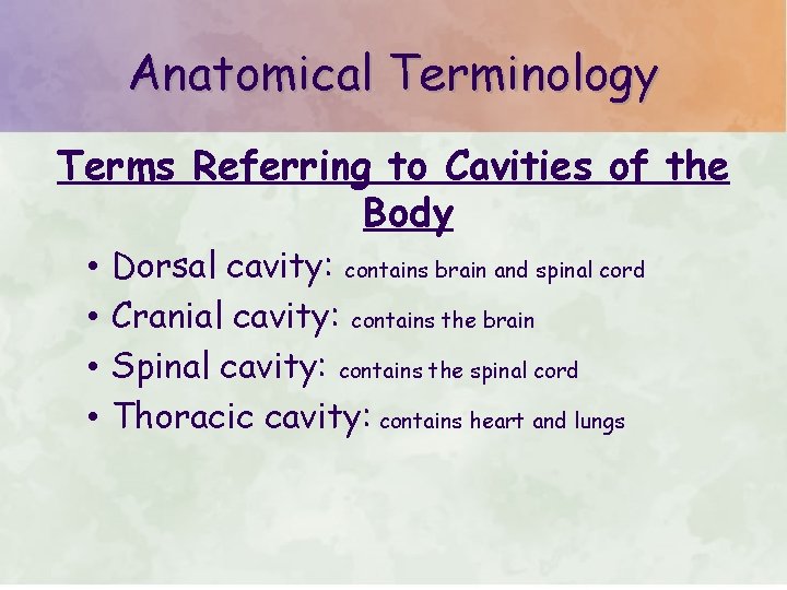 Anatomical Terminology Terms Referring to Cavities of the Body • • Dorsal cavity: contains