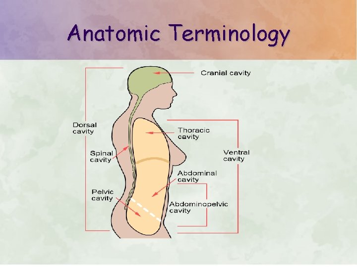 Anatomic Terminology 