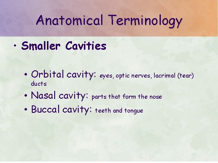 Anatomical Terminology • Smaller Cavities • Orbital cavity: ducts eyes, optic nerves, lacrimal (tear)