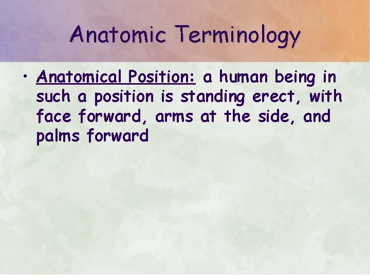 Anatomic Terminology • Anatomical Position: a human being in such a position is standing