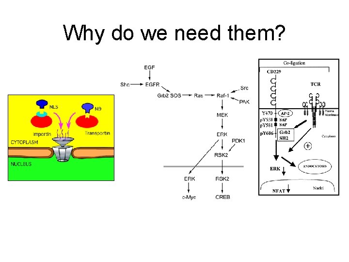 Why do we need them? 