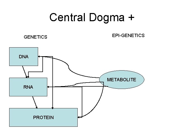 Central Dogma + GENETICS EPI-GENETICS DNA METABOLITE RNA PROTEIN 