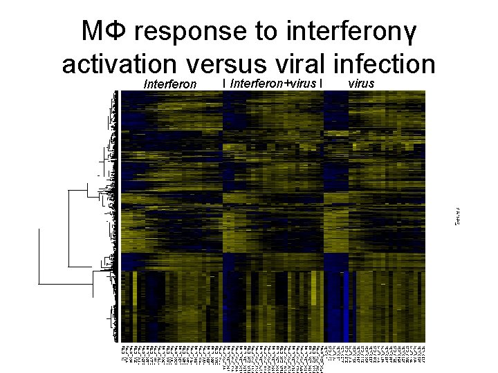 MΦ response to interferonγ activation versus viral infection Interferon I Interferon+virus I virus 