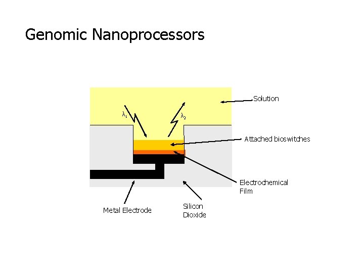 Genomic Nanoprocessors Solution λ 1 λ 2 Attached bioswitches Electrochemical Film Metal Electrode Silicon