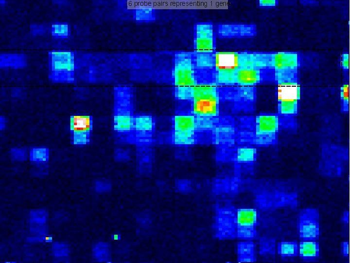 16 probe pairs representing 1 gene 3, 200 features representing 100 genes 400, 000
