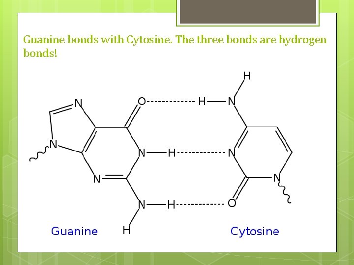 Guanine bonds with Cytosine. The three bonds are hydrogen bonds! 