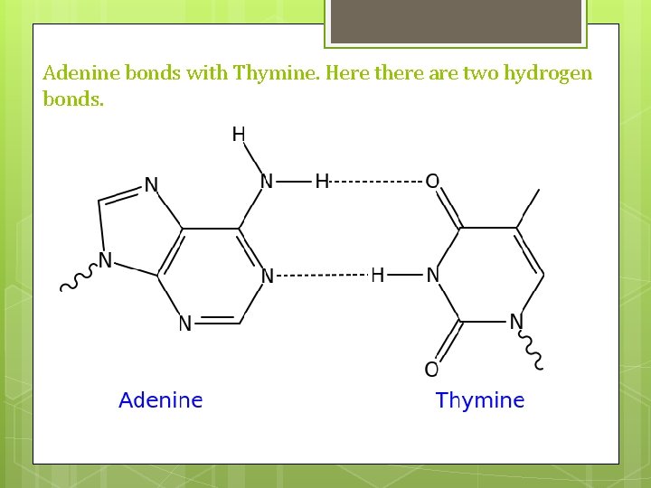 Adenine bonds with Thymine. Here there are two hydrogen bonds. Adenine bonds with Thymine. Here there are two hydrogen bonds.