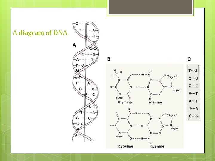 A diagram of DNA A diagram of DNA