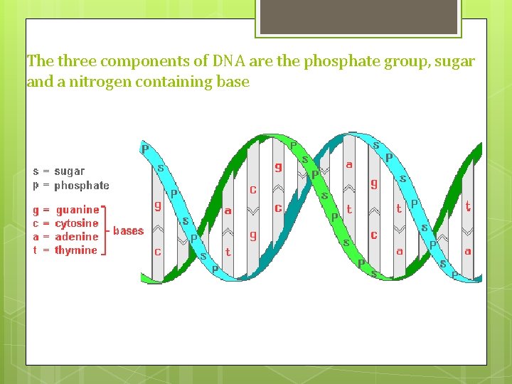 The three components of DNA are the phosphate group, sugar and a nitrogen containing