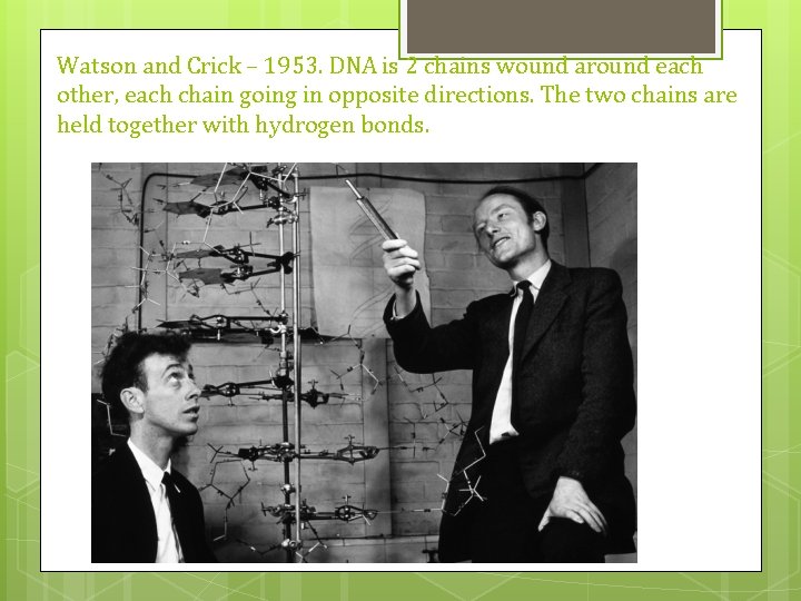 Watson and Crick – 1953. DNA is 2 chains wound around each other, each