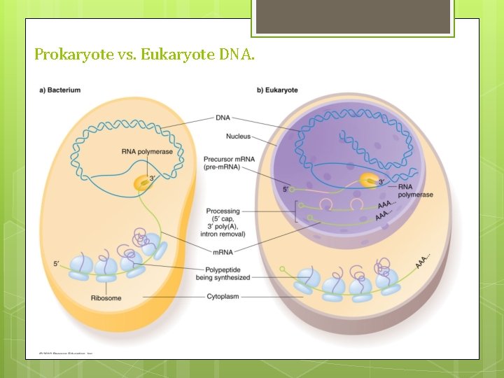 Prokaryote vs. Eukaryote DNA. Prokaryote vs. Eukaryote DNA.