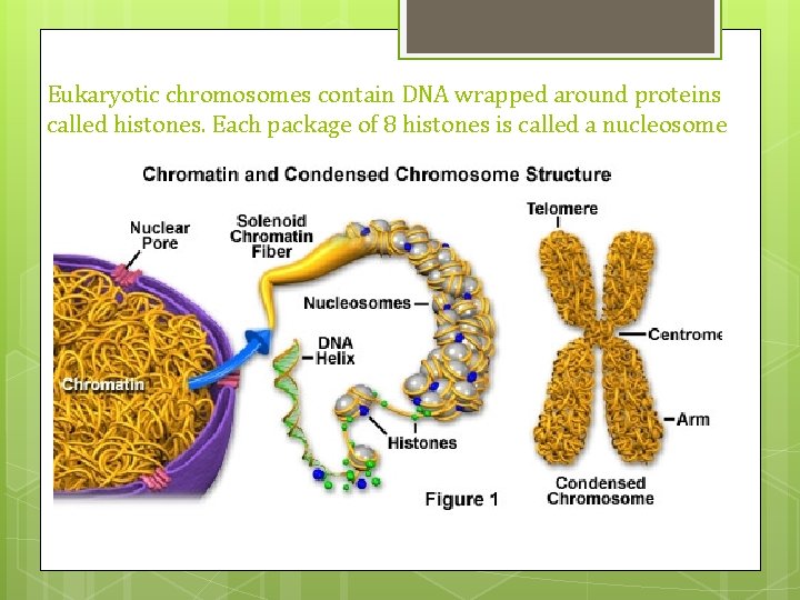 Eukaryotic chromosomes contain DNA wrapped around proteins called histones. Each package of 8 histones