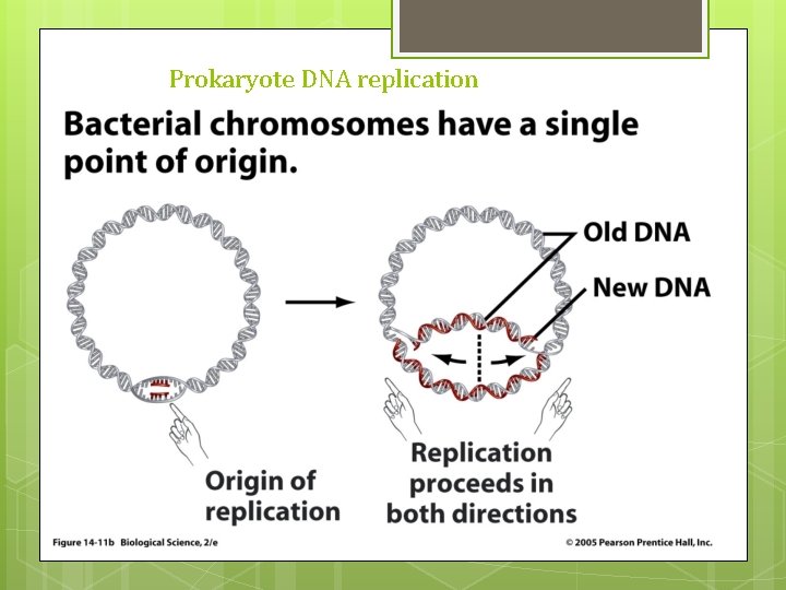 Prokaryote DNA replication 