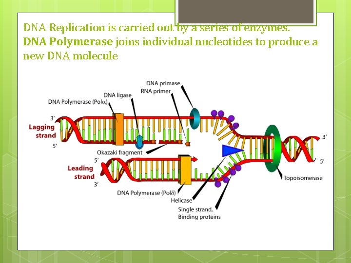 DNA Replication is carried out by a series of enzymes. DNA Polymerase joins individual