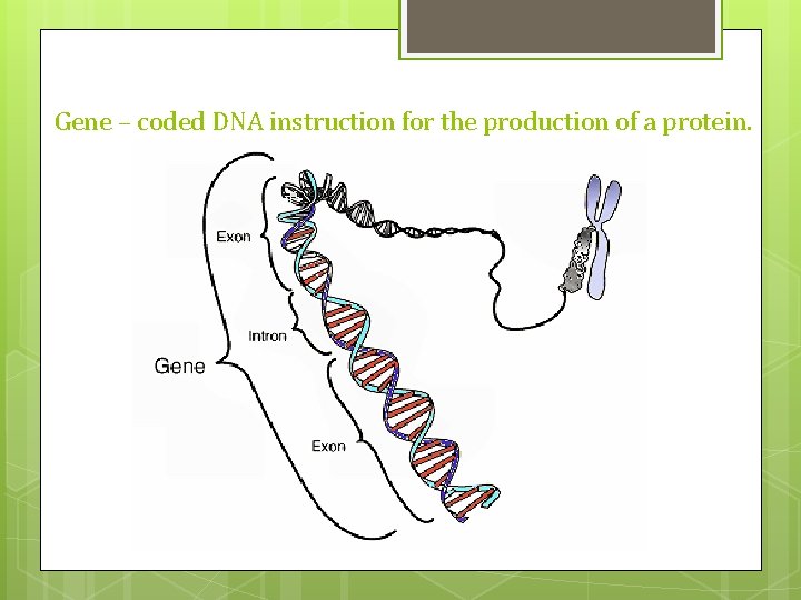 Gene – coded DNA instruction for the production of a protein. Gene – coded DNA instruction for the production of a protein.