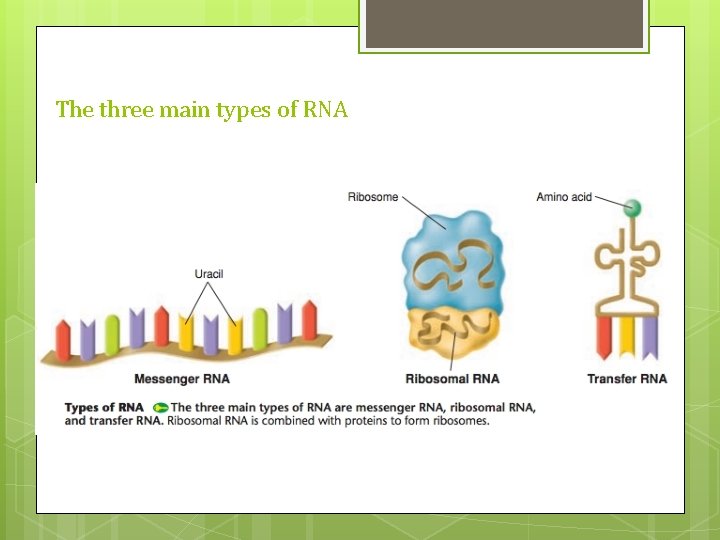 The three main types of RNA 