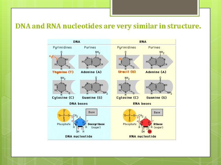 DNA and RNA nucleotides are very similar in structure. 