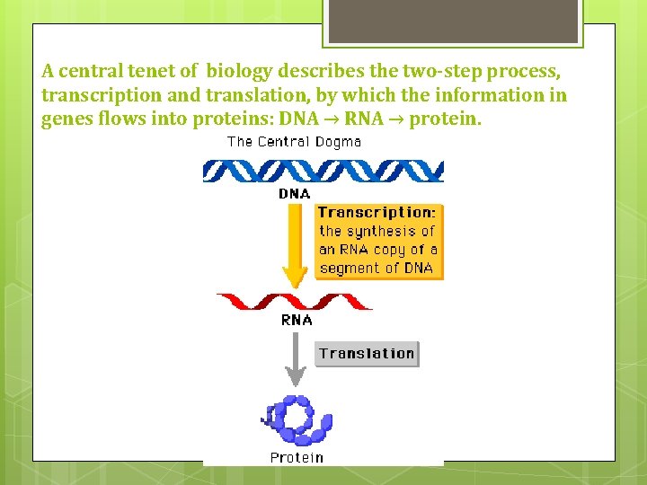 A central tenet of biology describes the two-step process, transcription and translation, by which