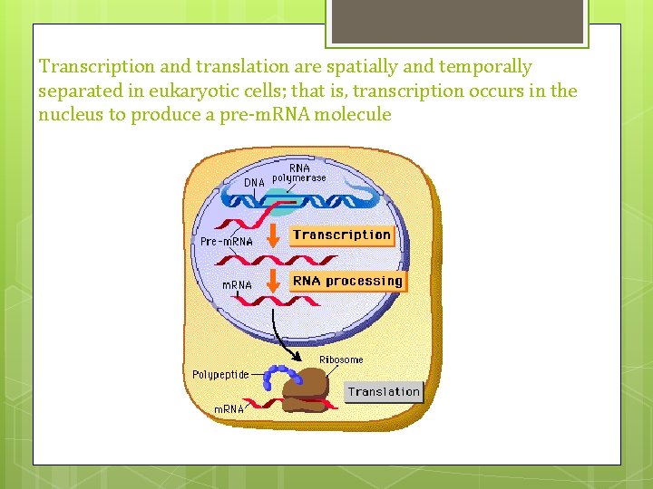 Transcription and translation are spatially and temporally separated in eukaryotic cells; that is, transcription